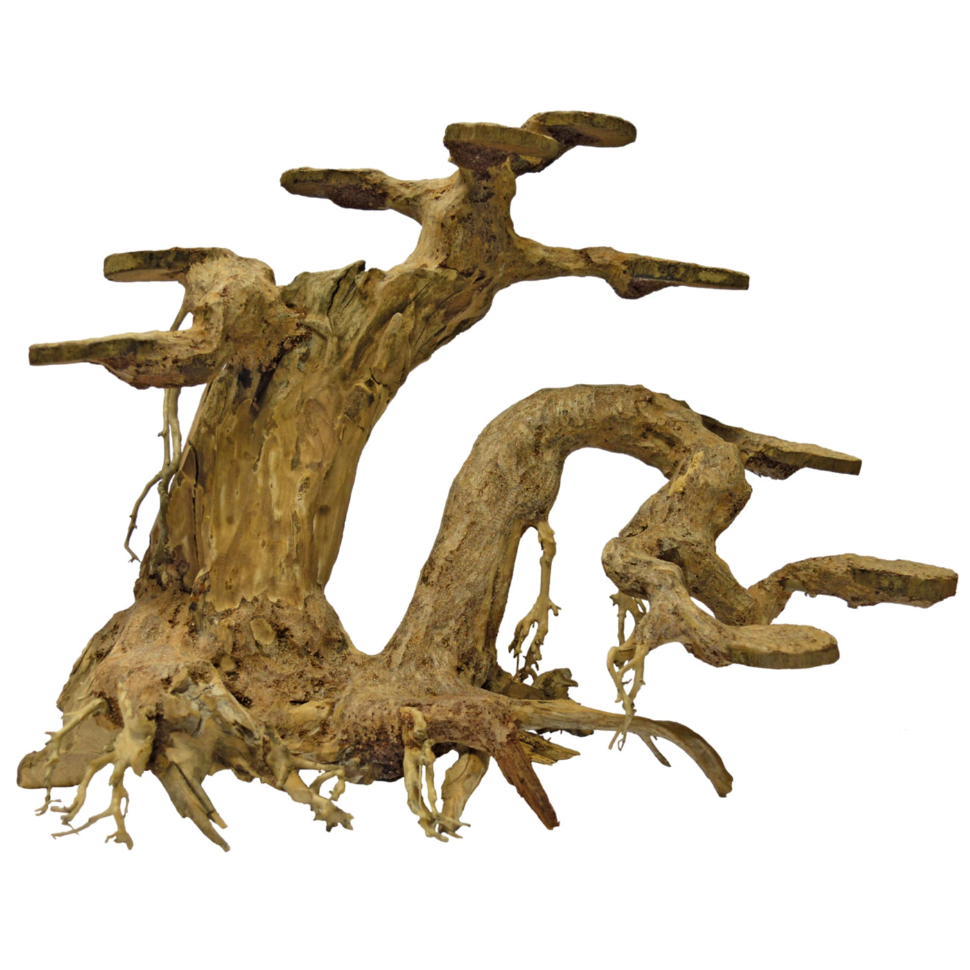 Bonsai Planter Large