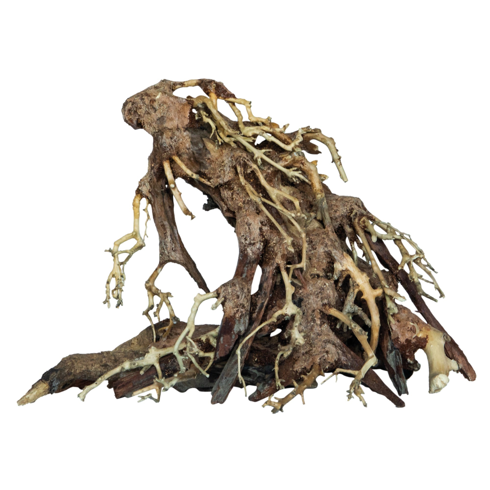 Bonsai Root Small
