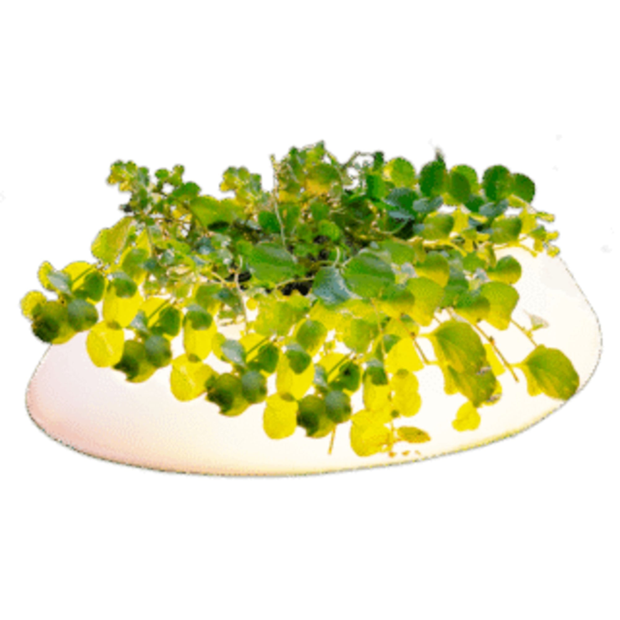 Velda Floating pond light