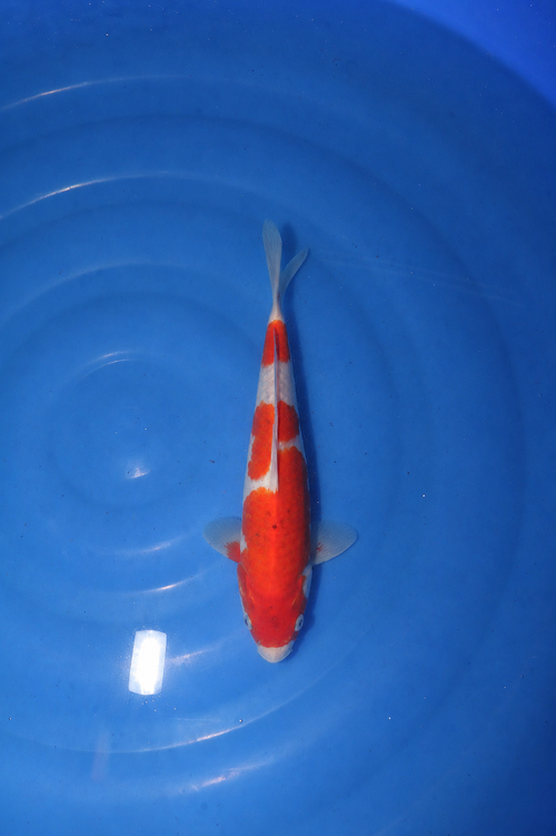 008 Nnd Kohaku
