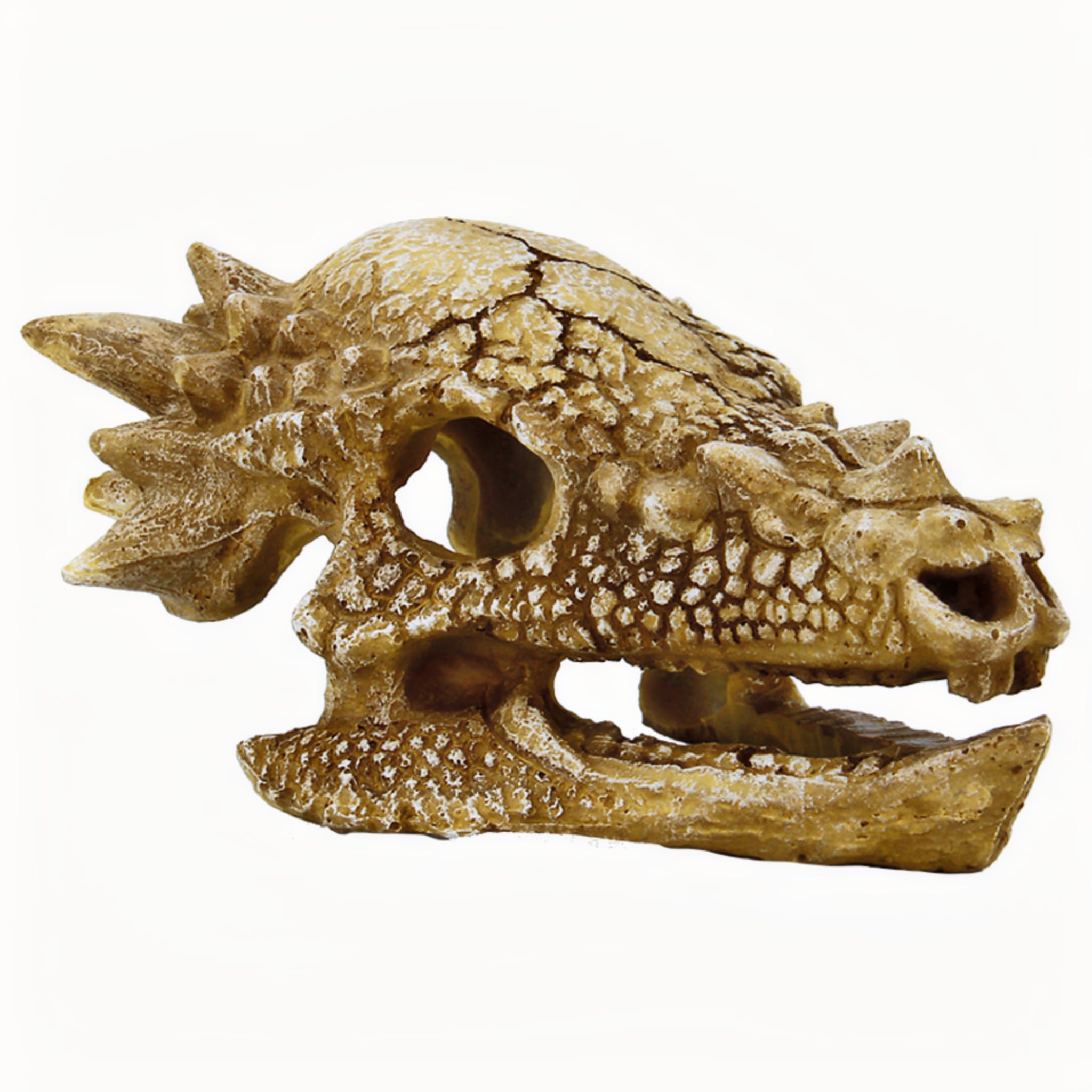 Superfish Skull T Rex M - productfoto