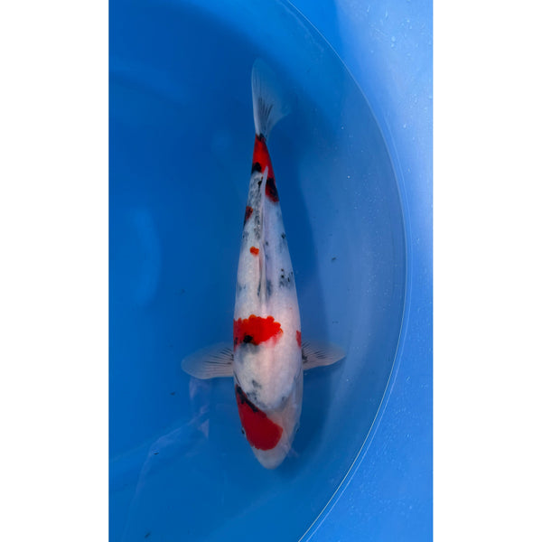 Showa koi (KOI-7262461) - KOI Center Venlo