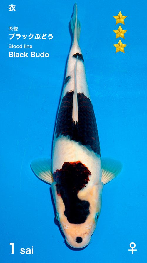 Black Budo Ogata Female (30-35 cm), Koi bij Vijvercentrum