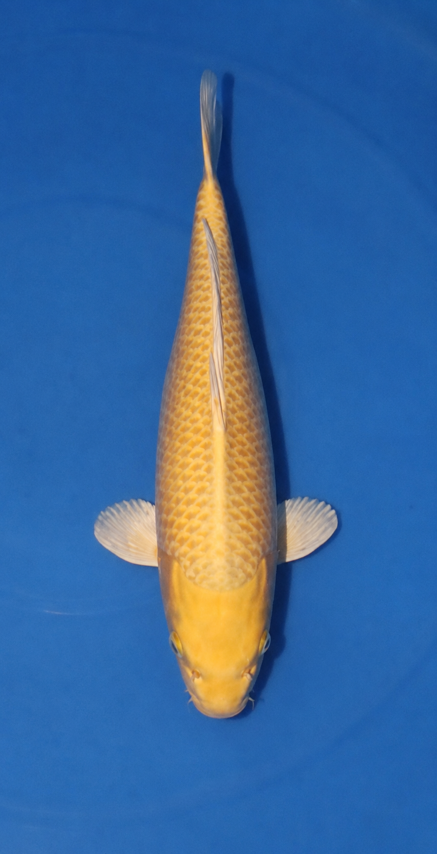 Kanezo Yamabuki 4004