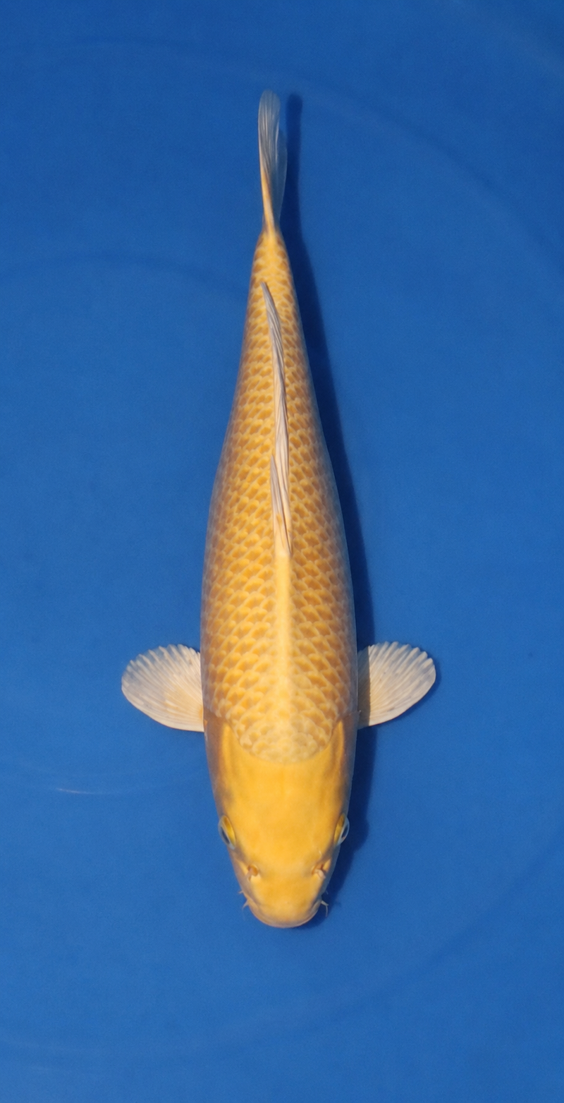 Kanezo Yamabuki 4004, Koi bij Vijvercentrum