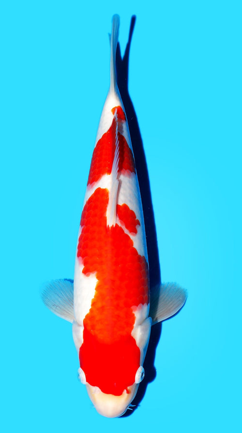 Kohaku Matsue Female (30-35 cm)