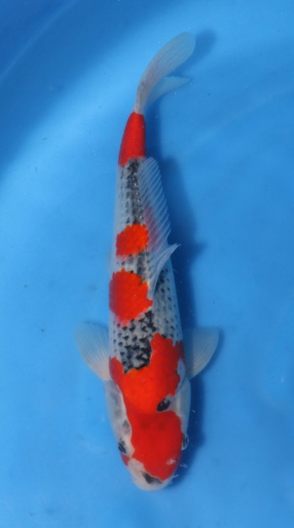 Goshiki Kawakami (30-35 cm)
