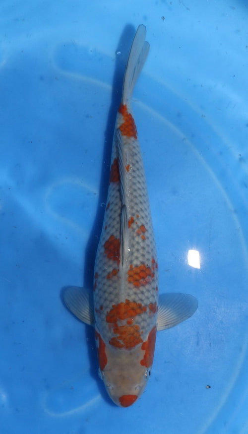 Ochiba Kawakami (30-35 cm)