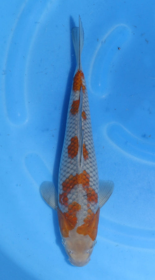 Ochiba Kawakami (30-35 cm)