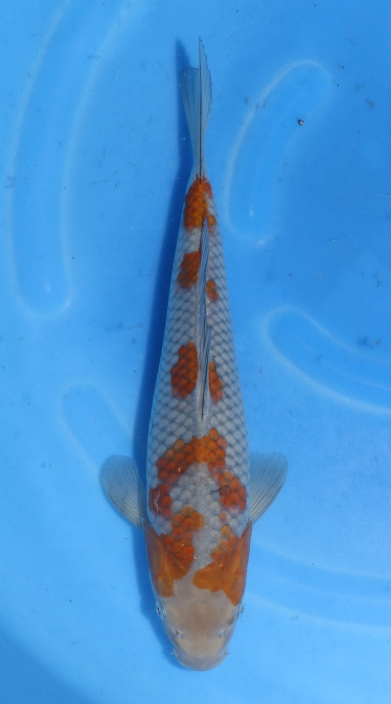 Ochiba Kawakami (30-35 cm), Koi bij Vijvercentrum