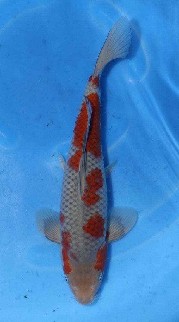 Ochiba Kawakami (30-35 cm)