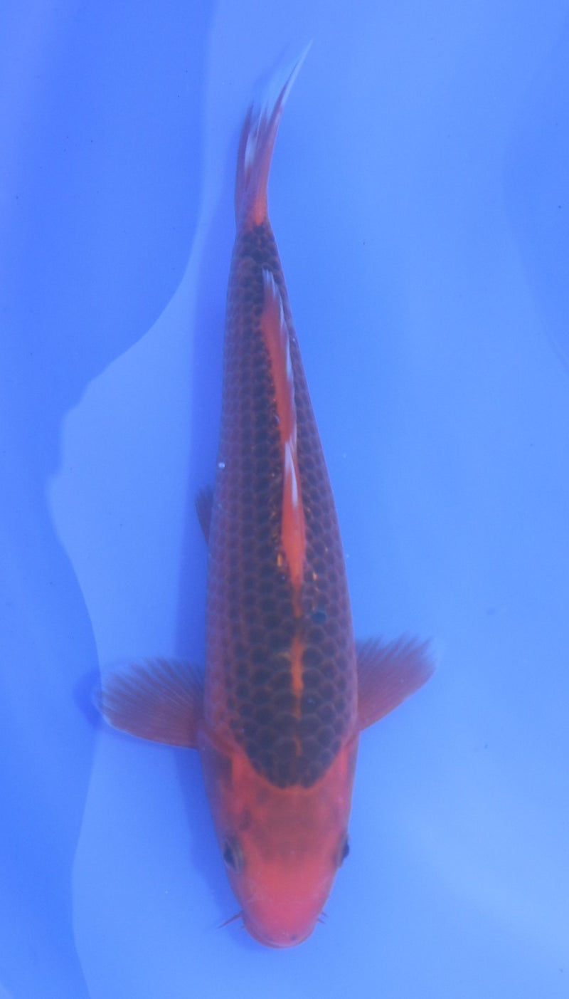 Aka Matsuba Hosokai (20-25 cm), Koi bij Vijvercentrum