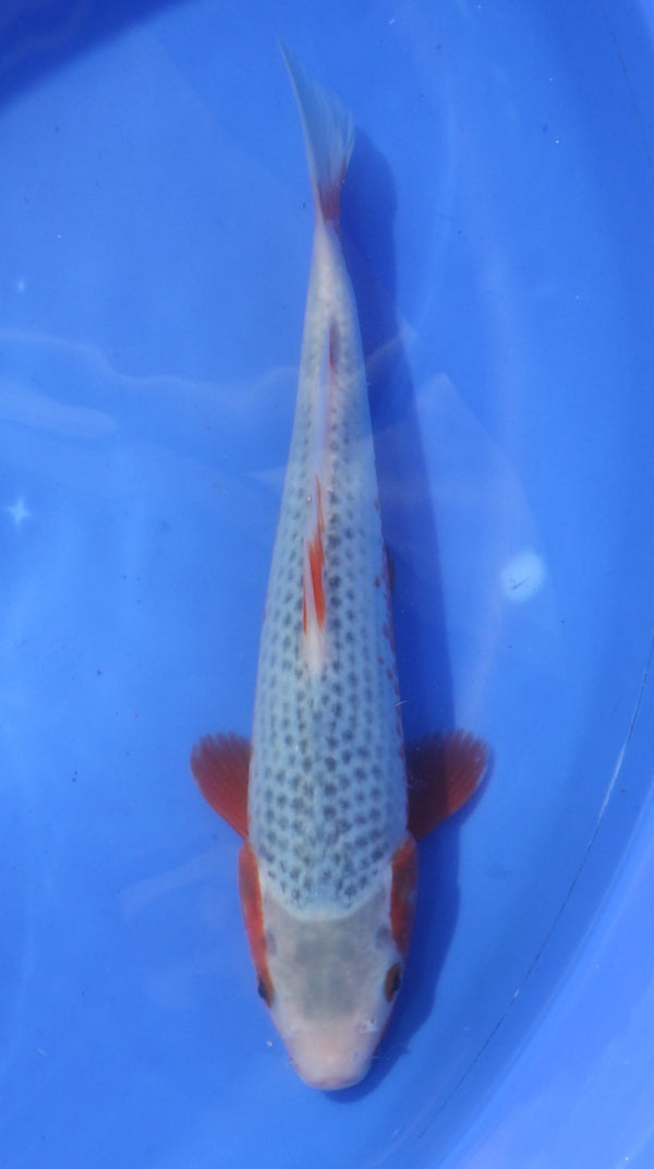 Asagi Hosokai (20-25 cm)