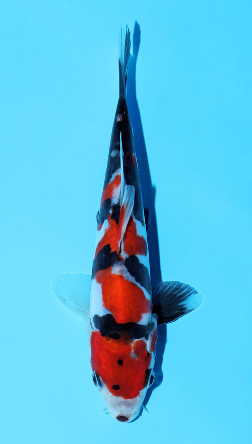 Doitsu Showa Shinoda (15-20 cm)