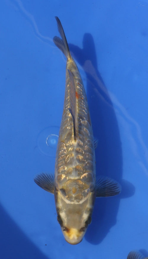Aragoke Kobayashi (20-25 cm)