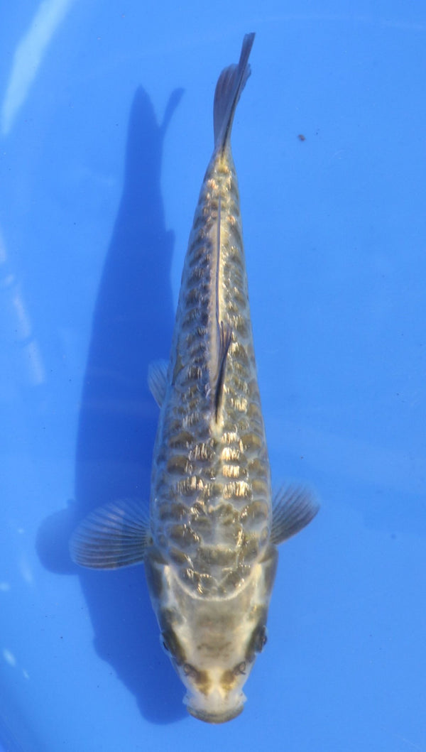 Aragoke Kobayashi (20-25 cm)