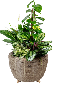 Velda Velda Orbis Planter Sepia - Wicker plantenbak 70 liter voor binnen en buiten, miniatuur 5