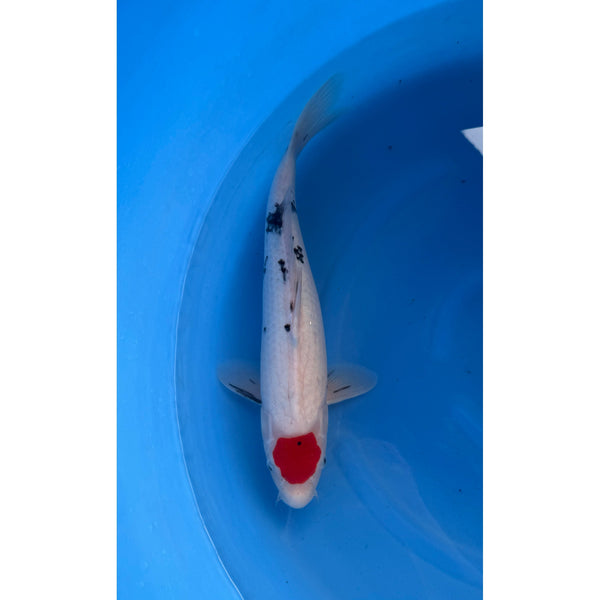 Tancho Sanke koi (KOI-7260666) - KOI Center Venlo