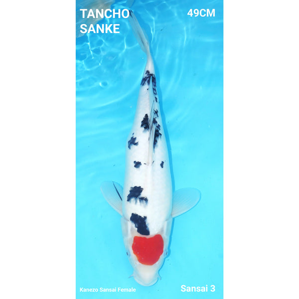 Tancho Sanke 49cm Kanezo Sansai Female