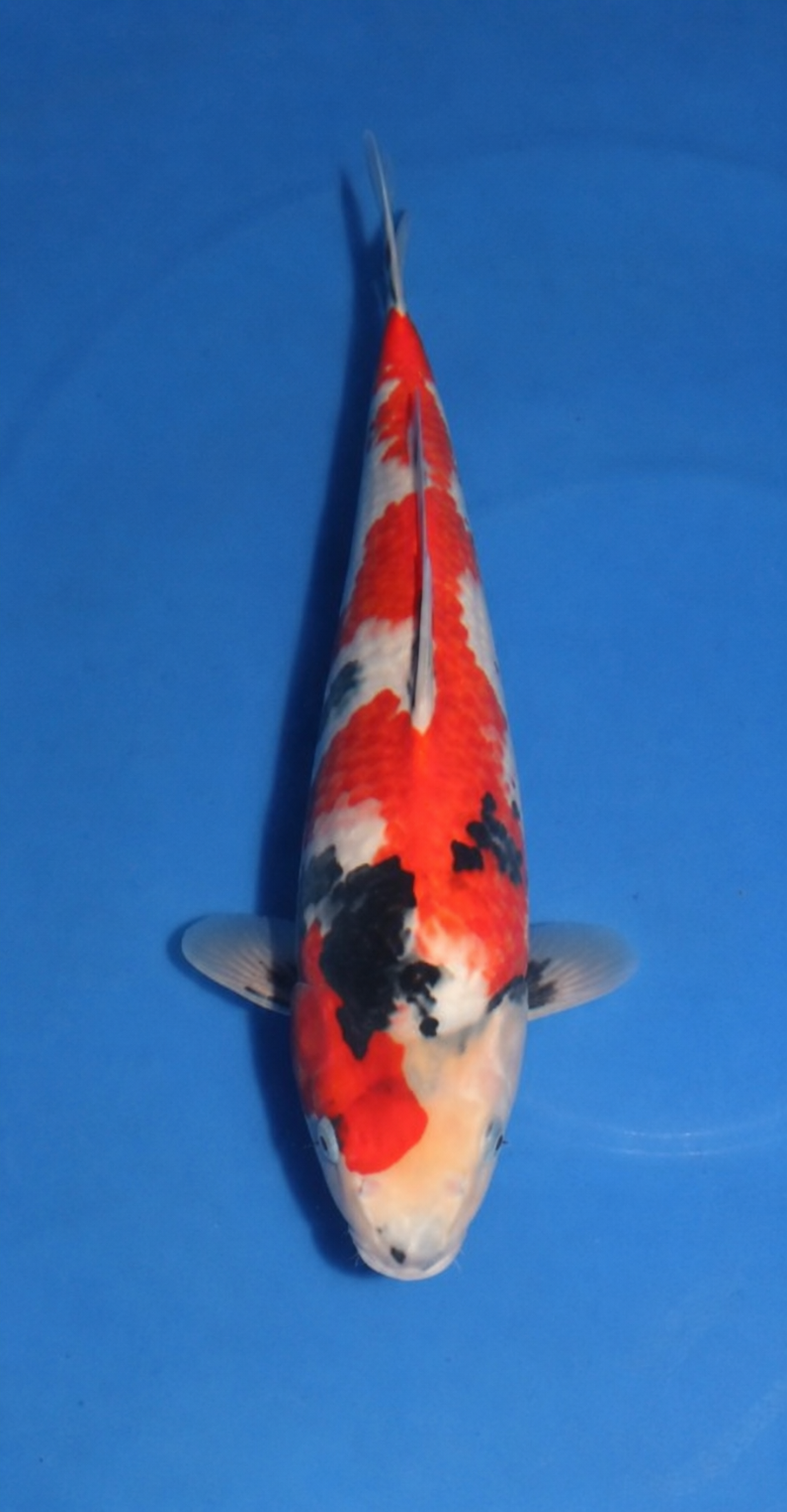 Kanezo Showa 4007