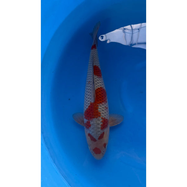 Ochiba koi (KOI-7261685) - KOI Center Venlo