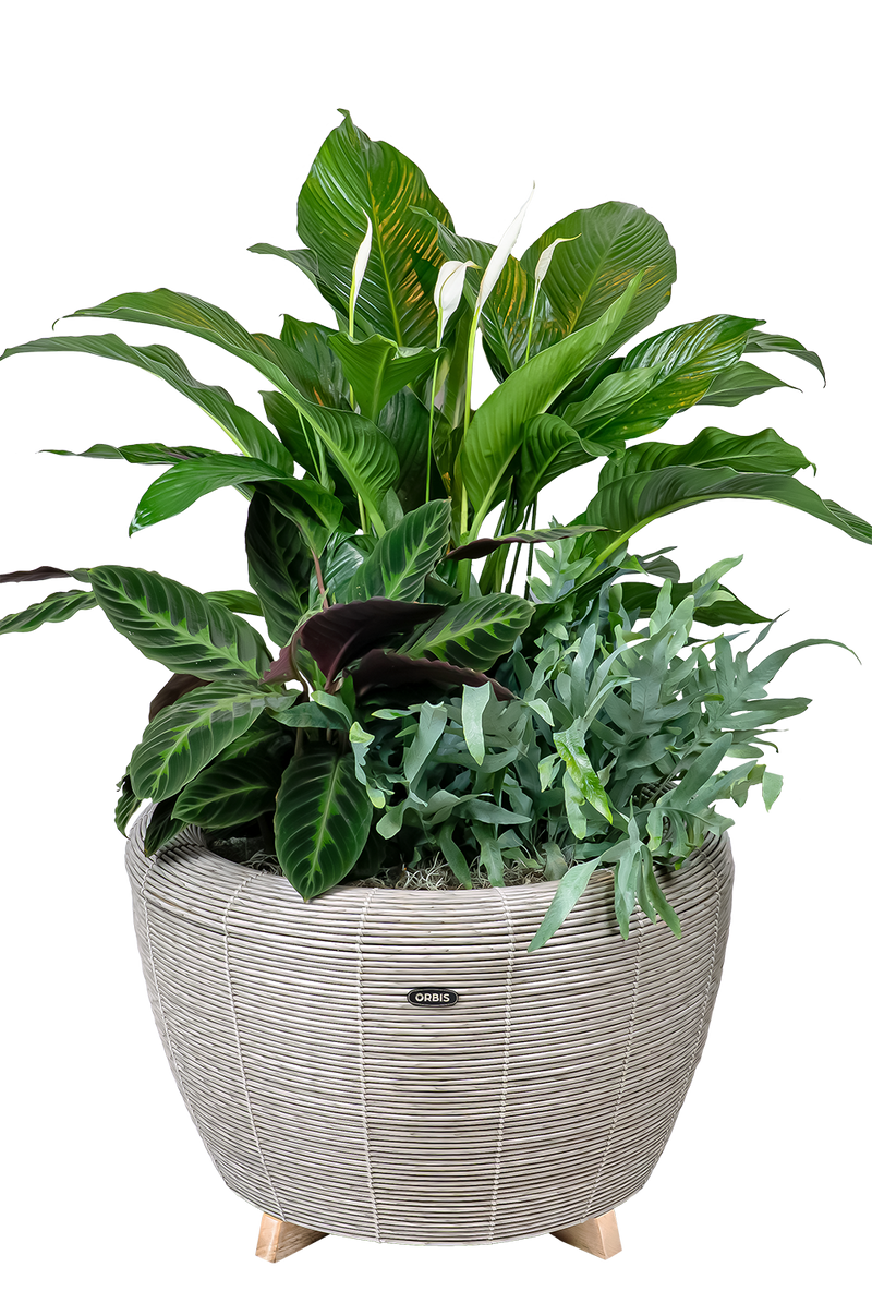 Velda Velda Orbis Planter Taupe - Wicker plantenbak 70 liter voor binnen en buiten, afbeelding 4 Plantenbak