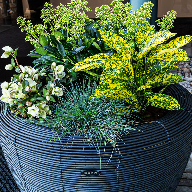Velda Velda Orbis Planter Antraciet - Wicker plantenbak 70 liter voor binnen en buiten, afbeelding 3 Plantenbak