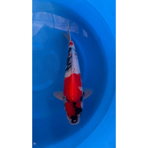 Showa koi (KOI-7263044) - KOI Center Venlo