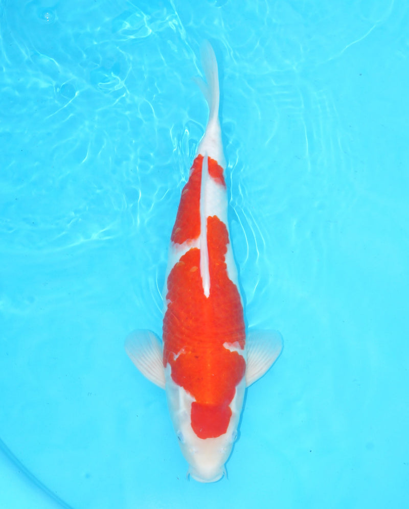 Kohaku 48cm maruhiro Nisai, Koi bij Vijvercentrum