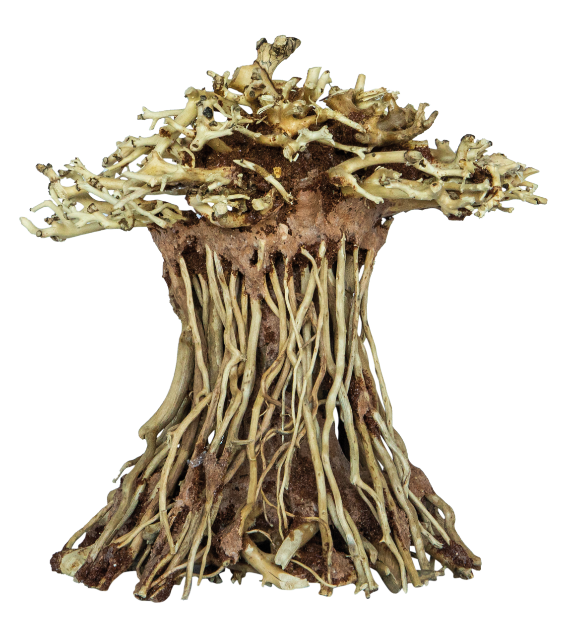 Superfish Bonsai Mushroom (Maat S)
