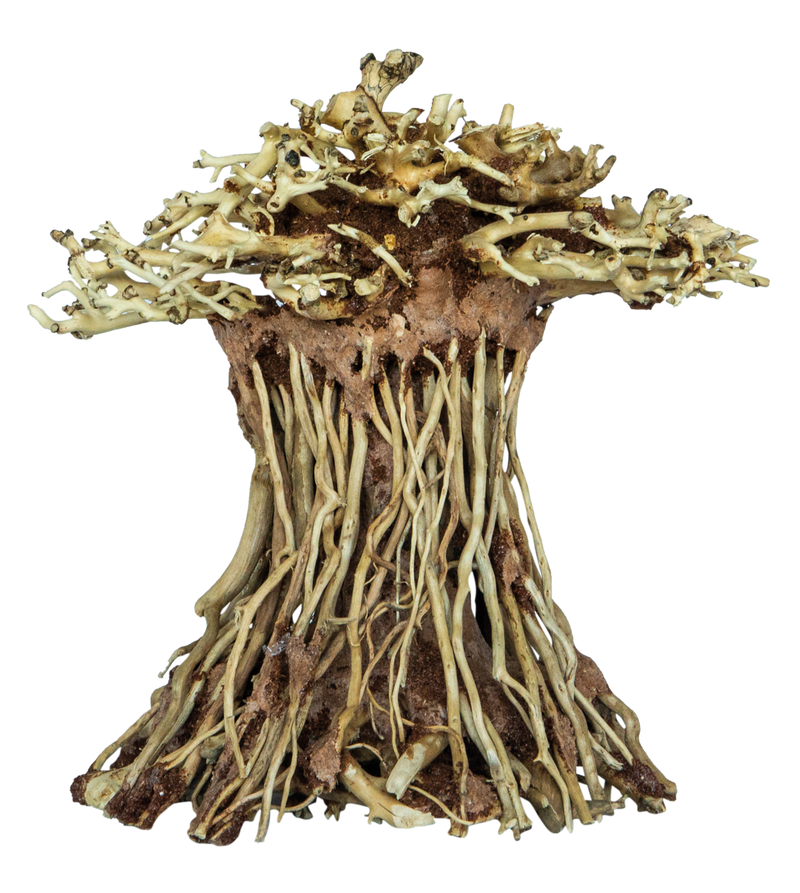 Superfish Bonsai Mushroom (Maat S), afbeelding 2 Aquarium