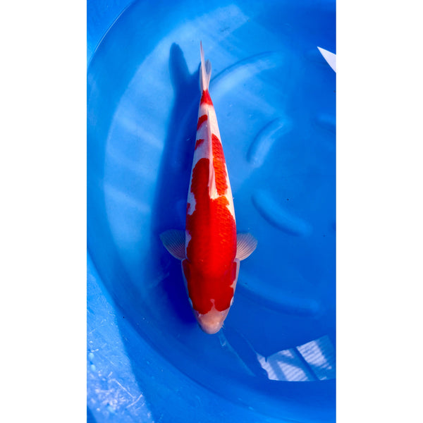 Kohaku koi (KOI-7261431) - KOI Center Venlo