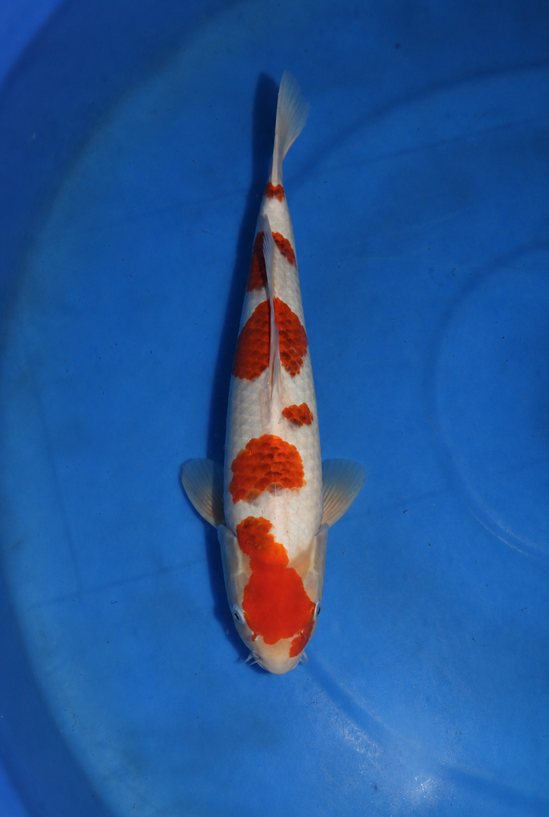 Hosokai Goromo 3501, Koi bij Vijvercentrum