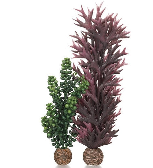 biOrb Zeeparels Olijfgroen en Zeewier Paars/Rood - Kunstplanten voor biOrb aquarium, afbeelding 2 Aquarium Decoratie