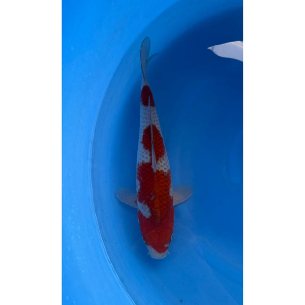 Ochiba koi (KOI-7262909) - KOI Center Venlo