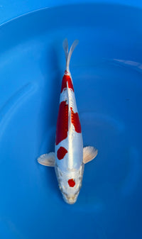Kk Servis 2020 Kase - Nisai - Kikusui - KOI-7260384 - productfoto, miniatuur 2