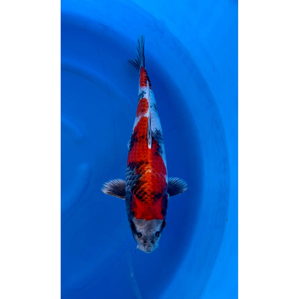 Kin Showa koi (KOI-7260284) - KOI Center Venlo