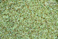 Europond Eco Glass filtermedium I 0,5-1 mm 25 kg, miniatuur 2