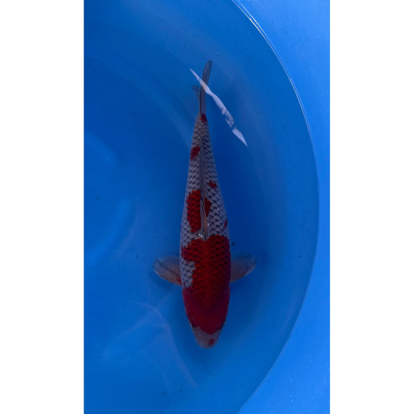 Ochiba Ochiba Shigure koi (KOI-7261450) - KOI Center Venlo
