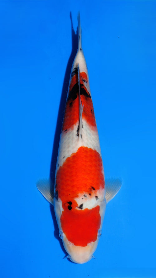 Sanke Dainichi MsankeJr (30-35 cm)