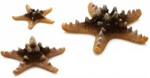 biOrb Zeester Set 3 Natuurlijk - Keramische decoratie voor biOrb aquarium, afbeelding 2 Aquarium Decoratie