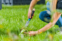 A person using a hand tool to remove weeds from a grassy garden area., miniatuur 4