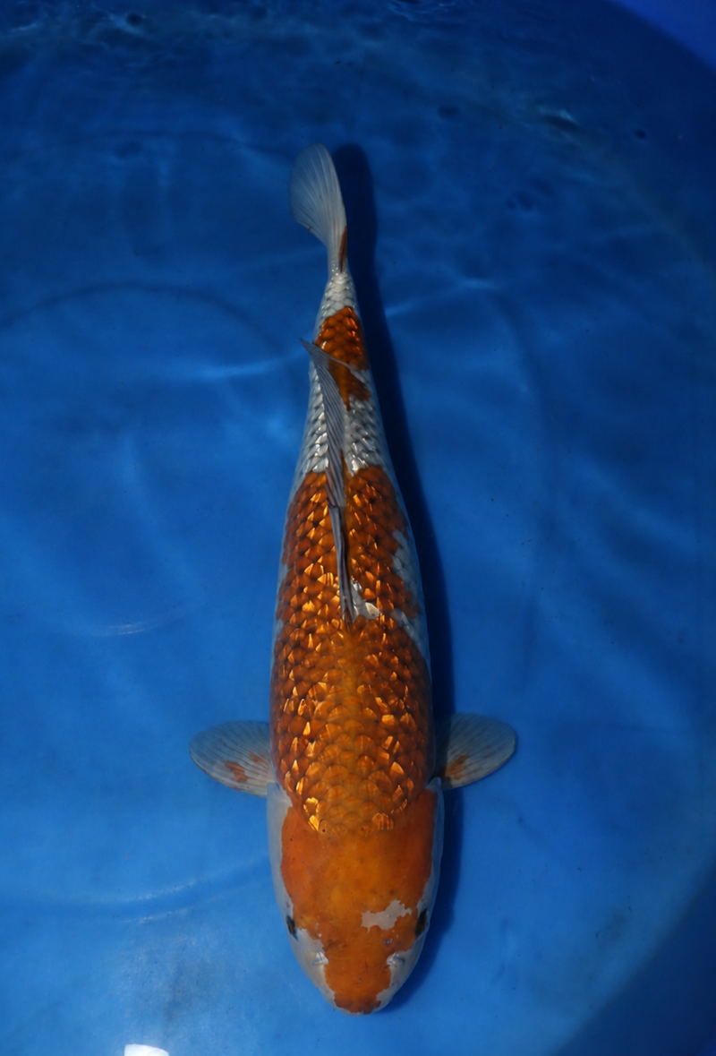 Maruhiro Ginrin Ochiba 2302, Koi bij Vijvercentrum
