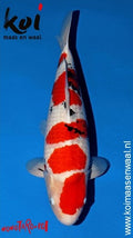 Sanke Momotaro Female (55-60 cm)