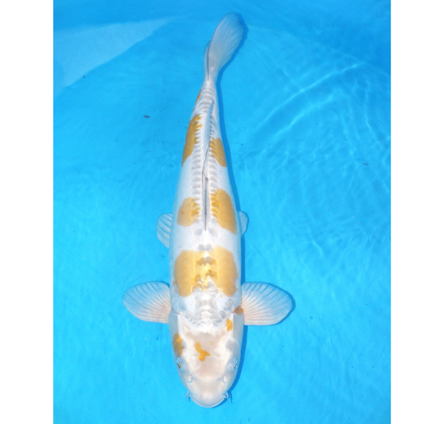 Doitsu kogane Ochiba 57cm Marusei Sansai