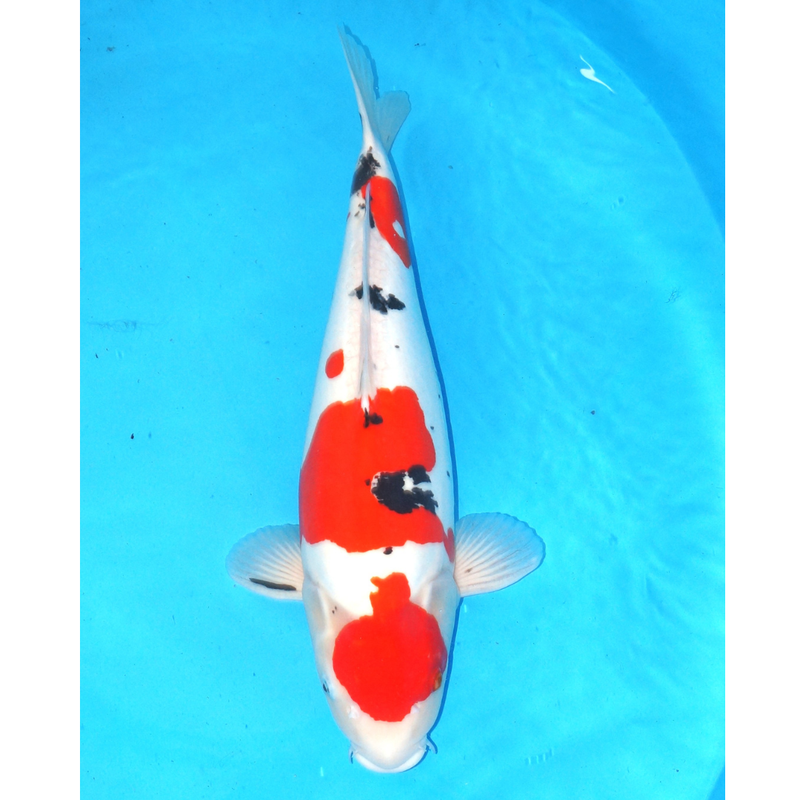 Doitsu Sanke Shinoda 54cm, Koi bij Vijvercentrum
