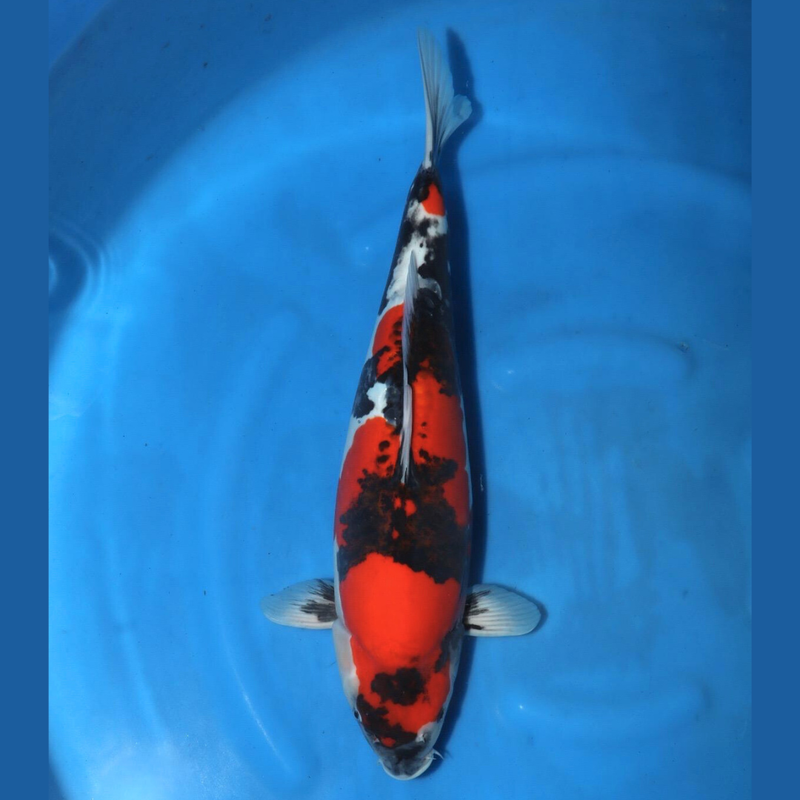 Doitsu showa 53cm Conias Nisai, Koi bij Vijvercentrum