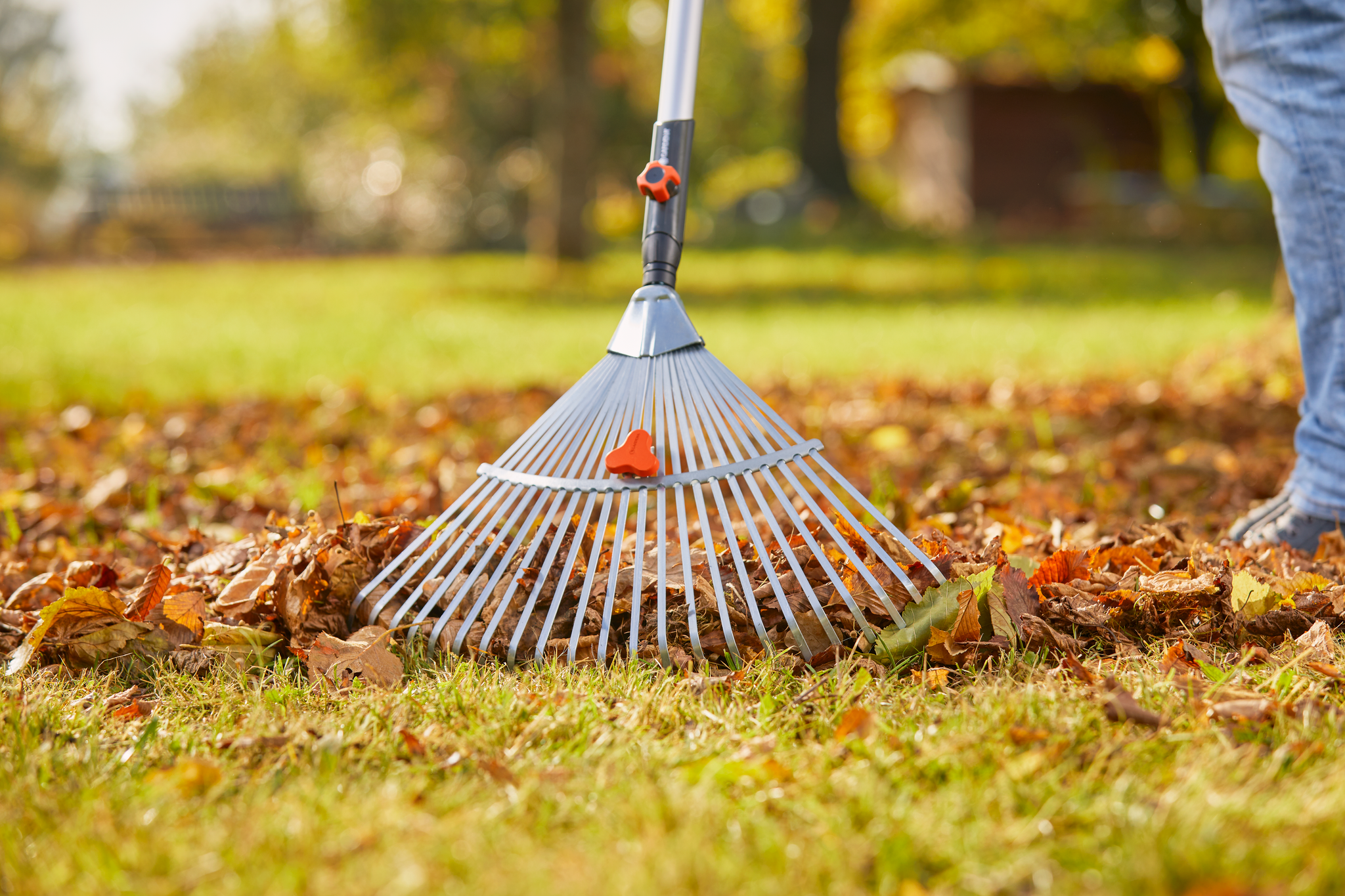 A person using a rake to gather fallen leaves on a grassy lawn.