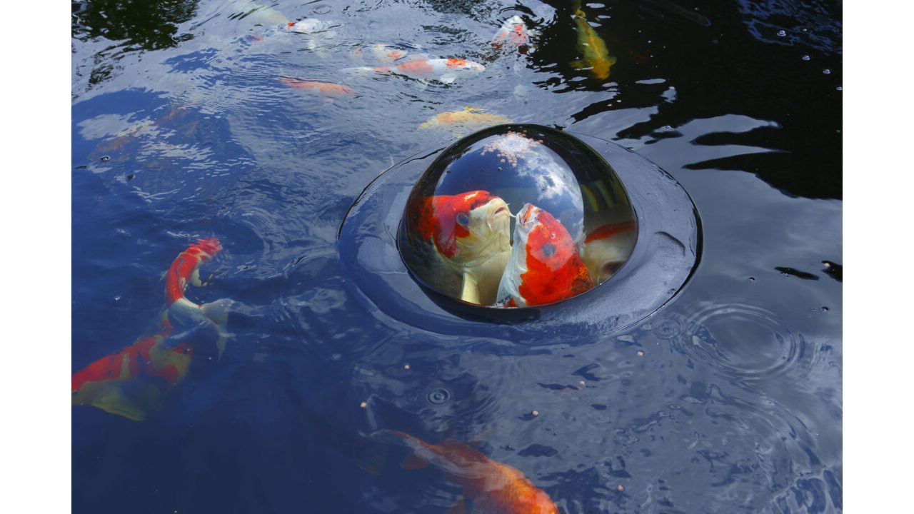 Velda Floating Fish Dome M in vijver met vissen
