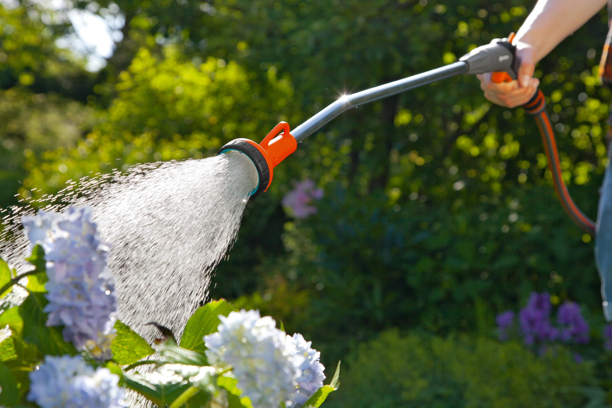 A person watering hydrangea flowers in a garden using a Gardena hose nozzle.